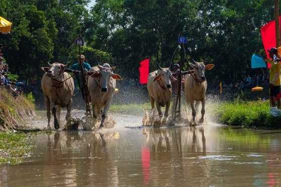 Đặc sắc lễ hội đua bò của đồng bào Khmer